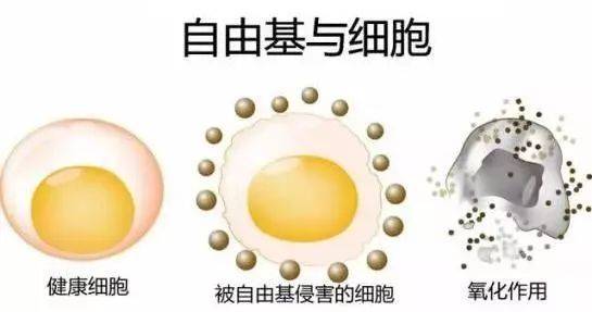 硒語 | 美國華裔專家揭曉新病毒與自由基的關(guān)系！