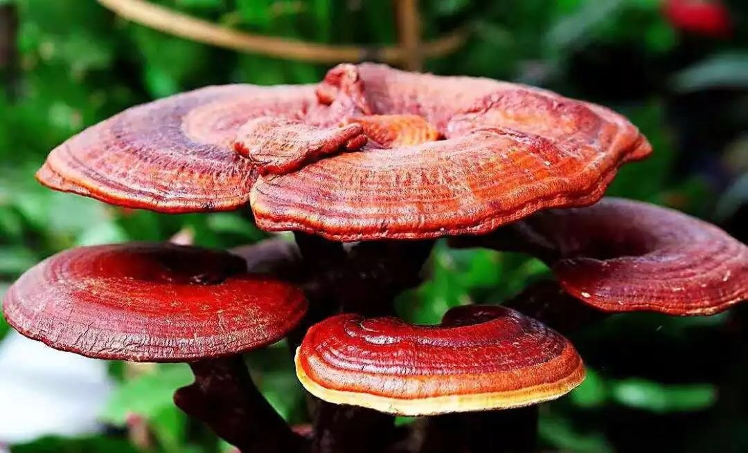 正處三伏天，靈芝孢子粉養(yǎng)生正當時