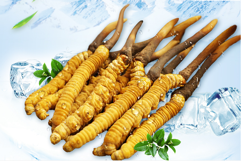 冬蟲(chóng)夏草這幾種人一定要堅(jiān)持吃，好處多多