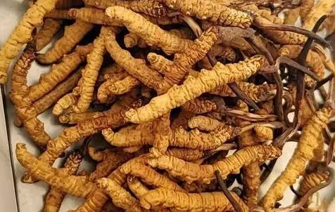 冬蟲夏草那么多種吃法，哪種才能發(fā)揮作用？