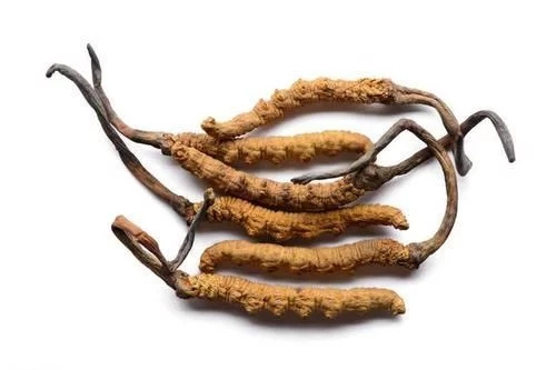 冬蟲夏草真的能抗癌嗎？