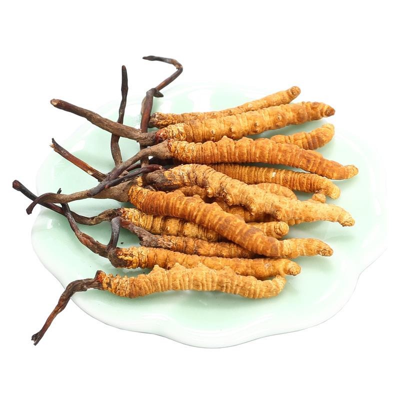 冬蟲夏草中的蟲草素的主要作用是什么？