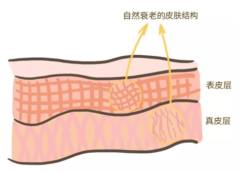 來(lái)看看維E是如何抗衰老的，一起看看原理