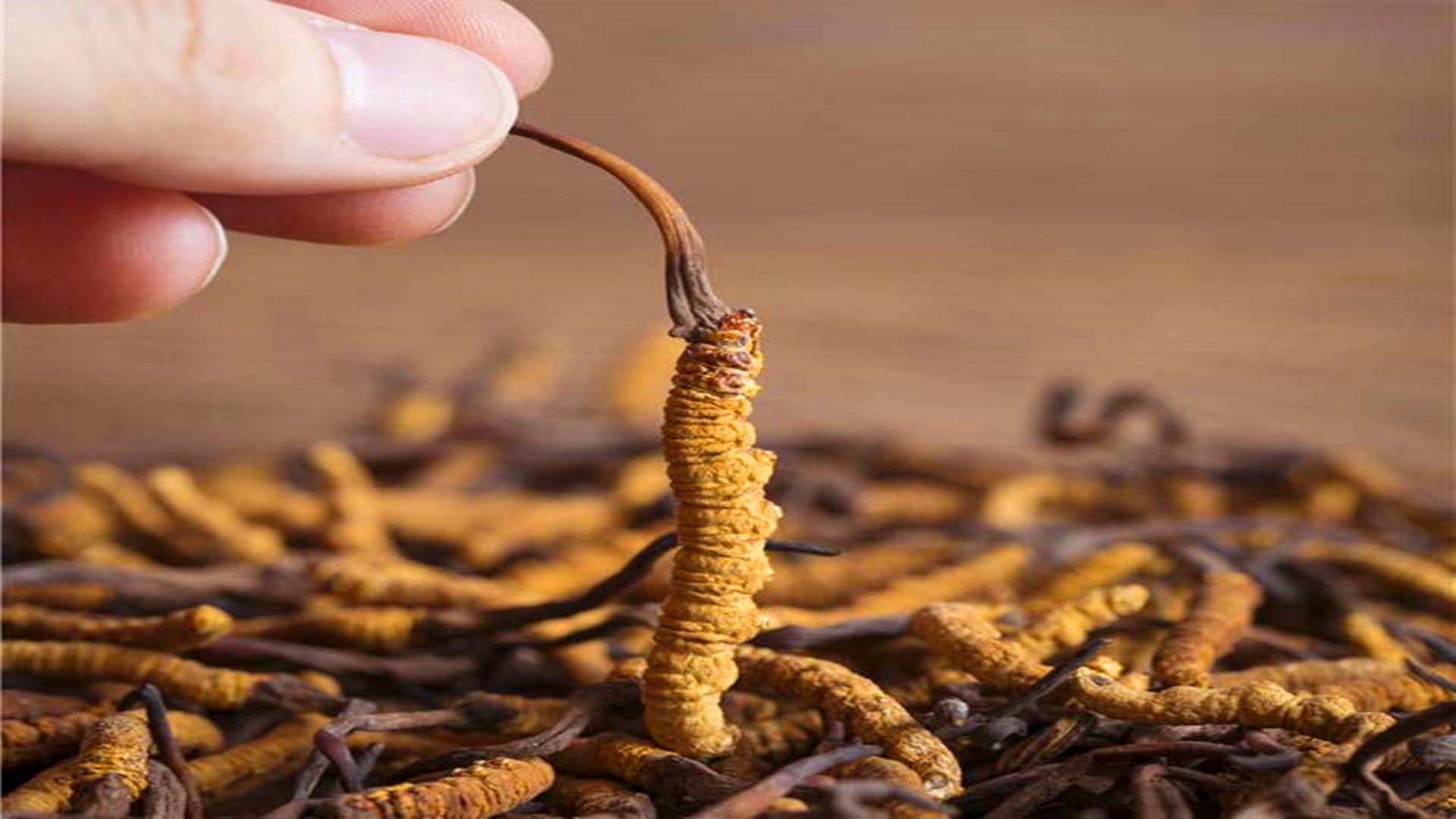 冬蟲(chóng)夏草究竟是蟲(chóng)還是草？很多人都不知道，它有何價(jià)值？