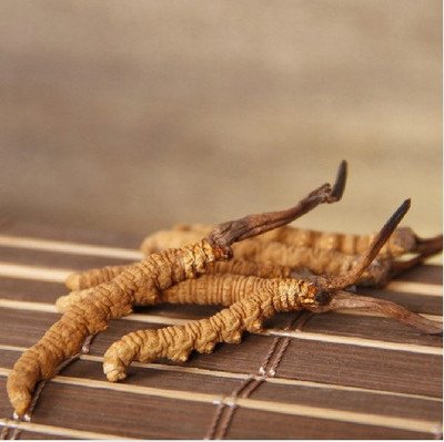 冬蟲(chóng)夏草對(duì)提高免疫力、保護(hù)肝臟有非常大的幫助