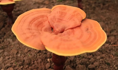未破壁的靈芝孢子粉有什么危害？